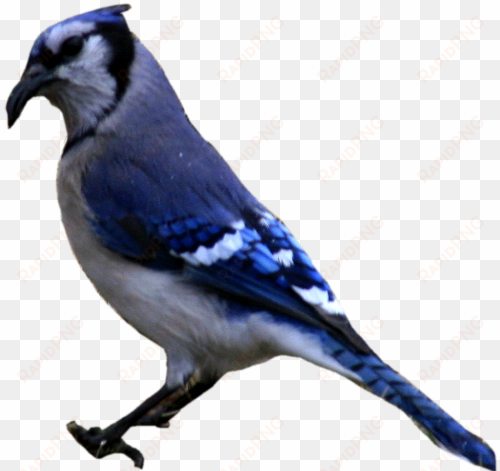 blue jay png graphic free download - blue jay cut out
