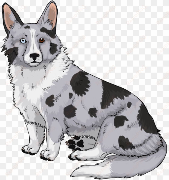 blue merle corgi by japhleti on deviantart - dog