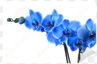 blue orchid png download - set of 5pcs canvas wall door art painting picture poster