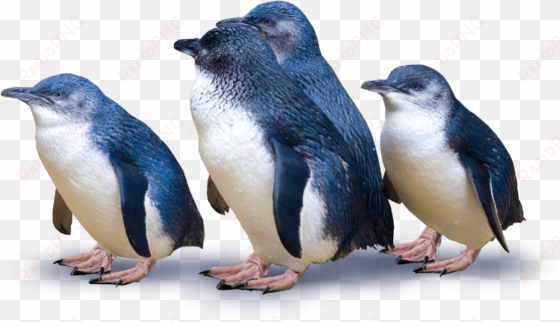 blue penguin png clip art black and white download - blue penguins dunedin