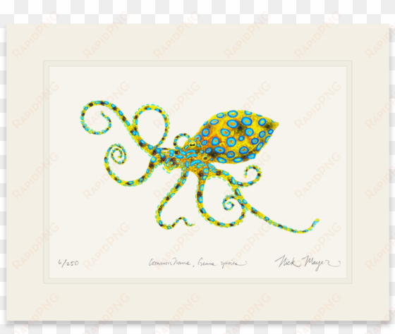 blue ringed octopus - blue-ringed octopus