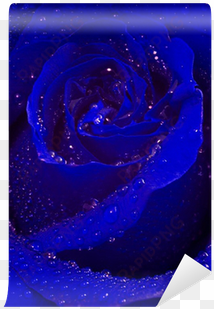 blue rose