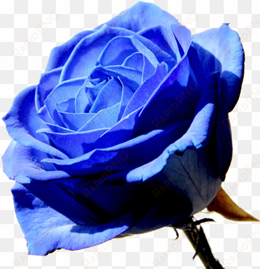 blue rose flower png - blue rose
