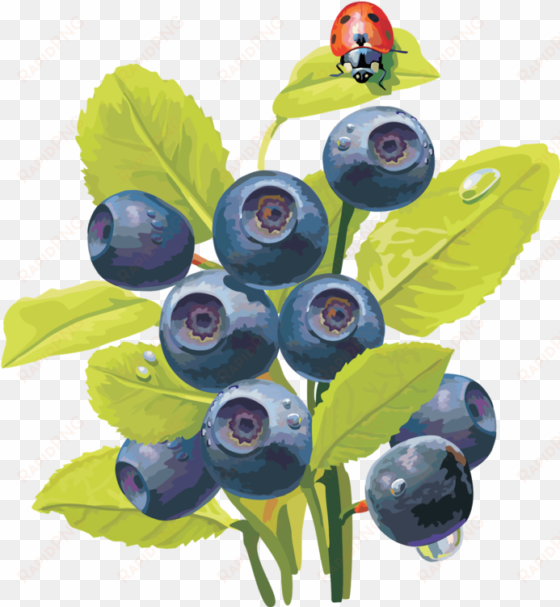 blueberries - Ягоды Фото