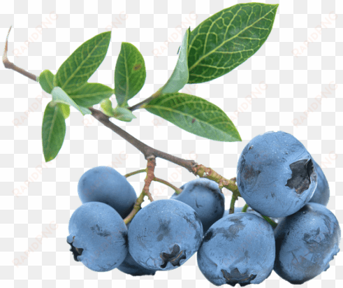 blueberries png - blueberry no background png