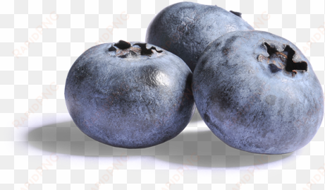 blueberries png clipart - blueberries with no background