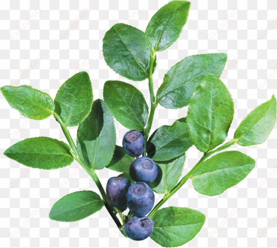 blueberrys with leave png image - blueberry bush transparent