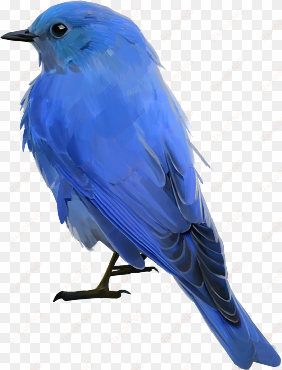 bluebird - mountain bluebird