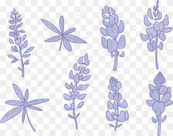 bluebonnet flower vectors - bluebonnet clipart black and white