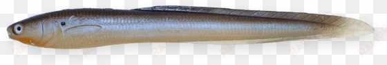 Bluegill transparent png image