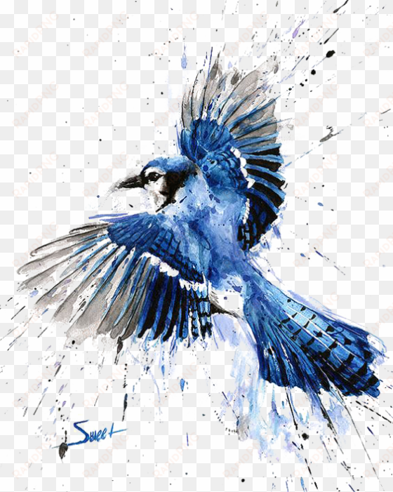 bluejay drawing watercolor - blue jay watercolor painting