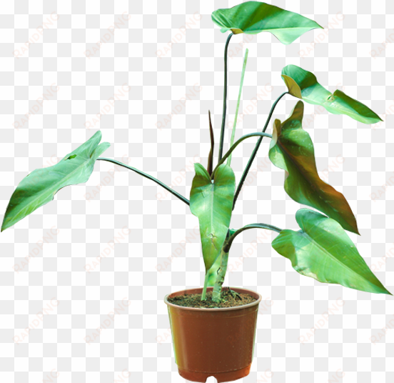 blushing philodendron - philodendron