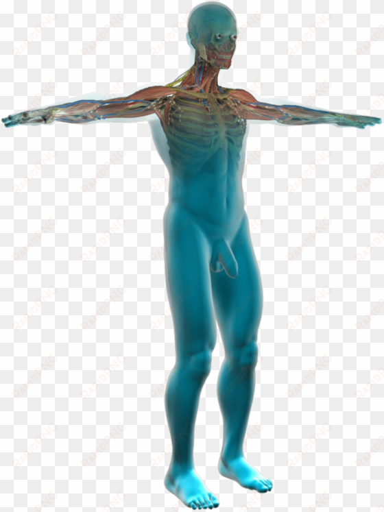 body diagram medical clipart - eau dans le corps humain