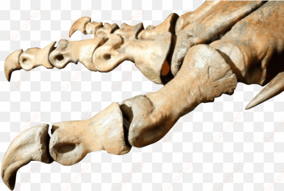 bones of dinosaurs foot - statue