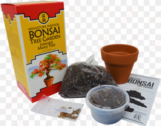 bonsai tree garden diy grow kit with japanese maple - bonsai