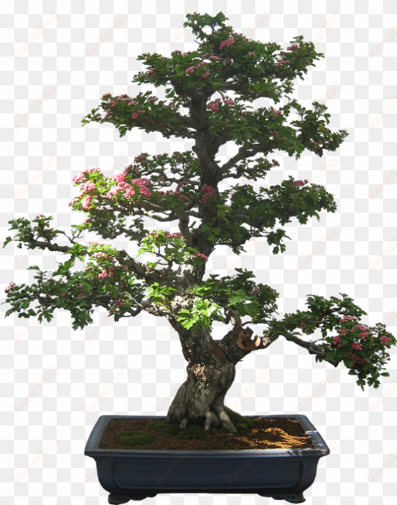 Bonsai, Tree, Plant, Potted Plant, Small, Tiny - Logo Bonsai Yin Yang transparent png image