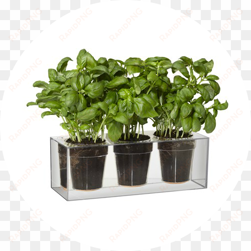boskke cube small triple pack - boskke cube clear planter with water reservoir, trio