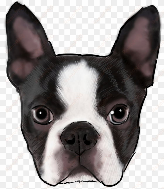 boston terrier