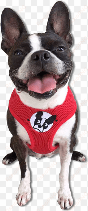 boston terrier harness - boston terrier