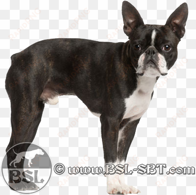 bostonterrier - boston terrier x pug