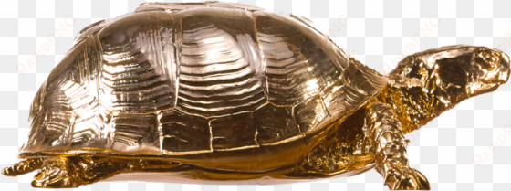 box turtle png picture - areaware chrome turtle box
