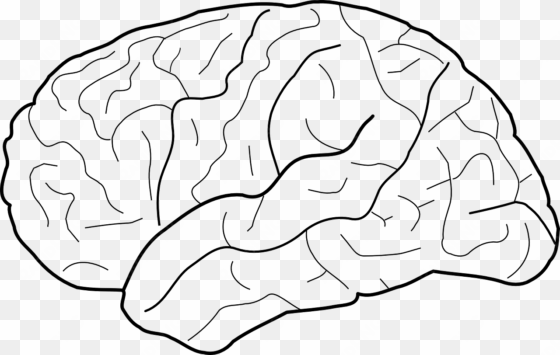 brain human thinking - brain black and white template