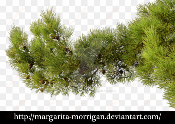 branch by margarita morrigan - pine tree branch png