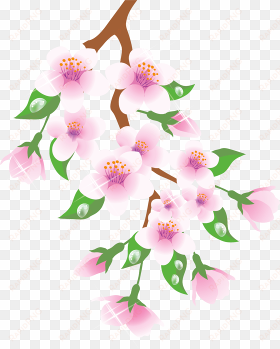 branch clipart spring - spring png clipart