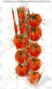 branch of tomatoes in water splashes - water