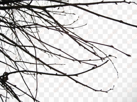 branch png transparent images - branch shadow png