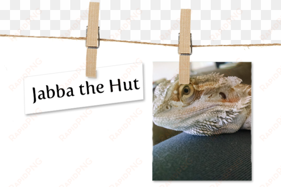 breed bearded dragon location bellingham, washington - oatmeal