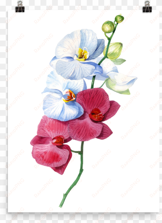 bright and colourful orchid watercolour matte poster - orchid watercolour