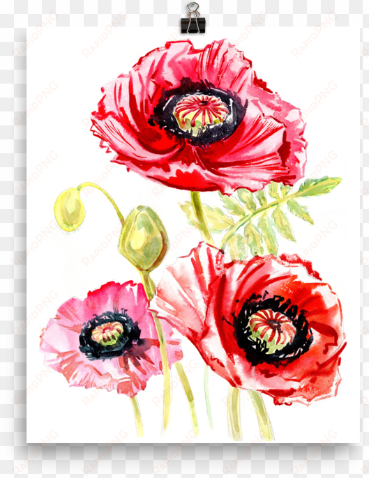 bright and floral poppy watercolour matte poster - watercolor painting