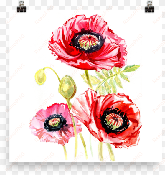 bright and floral poppy watercolour matte poster - watercolor painting