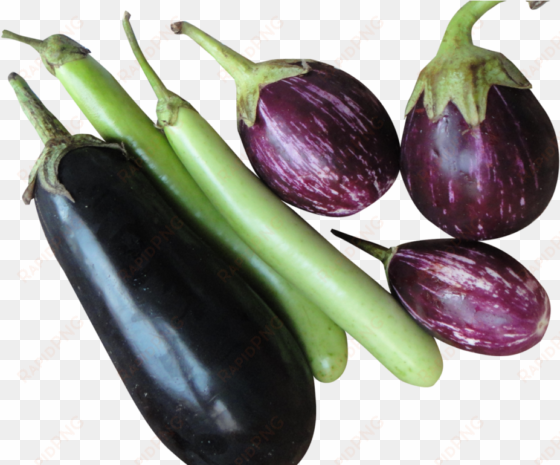 brinjal eggplant png image - brinjal png