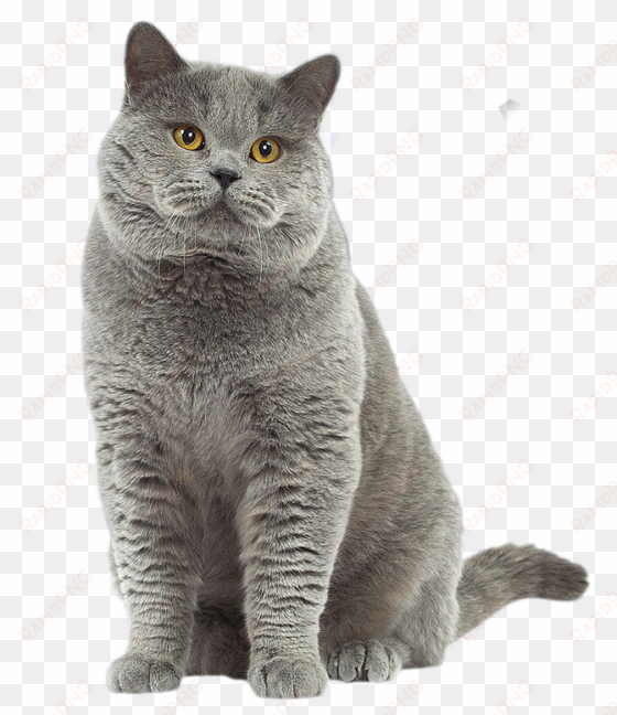 british shorthair cat - british short hair gris