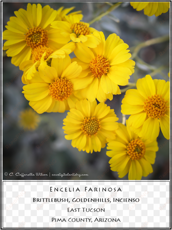 brittlebush