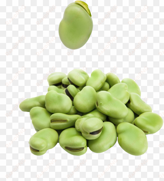 broad beans - broad beans png