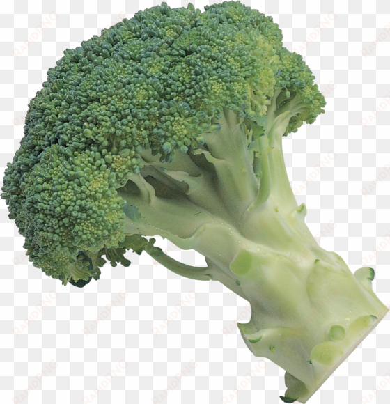 broccoli png image - broccoli transparent background