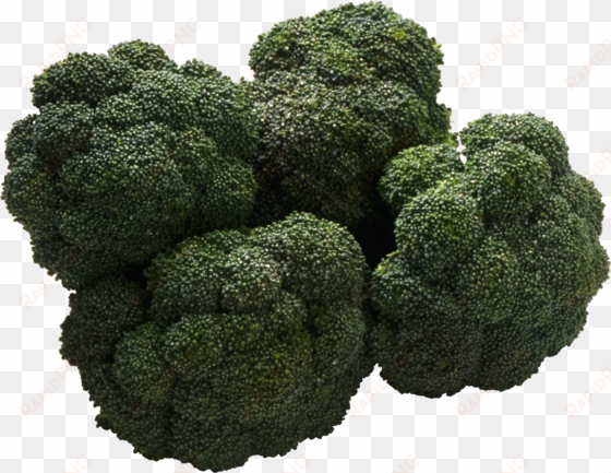 broccoli png image - food