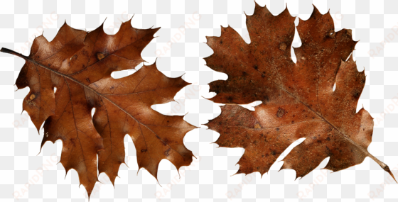 brown autumn leaves png image - autumn leaf png brown