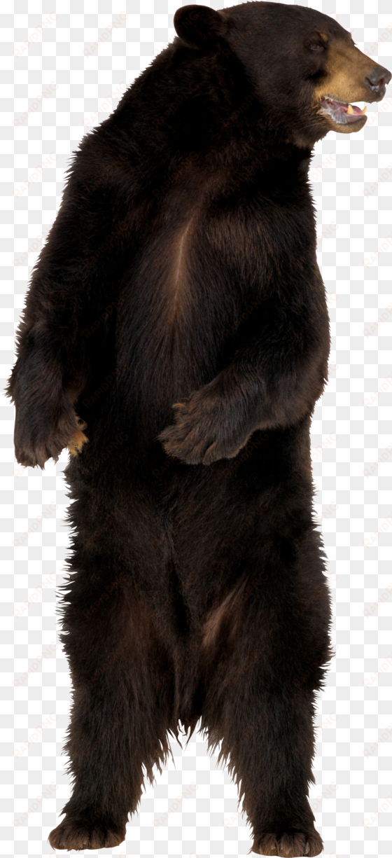brown bear png image - bear png