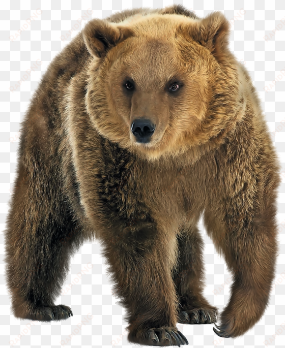 brown bear png transparent image - eyelike stickers - wild animals by workman publishing