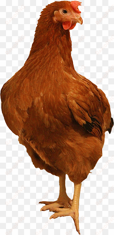 brown chicken png image background - transparent rhode island chicken