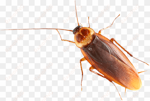 brown cockroach - Таракан png