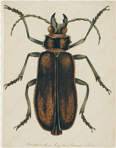 brown insect - titan beetle