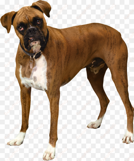 brown png best web - bulldog png