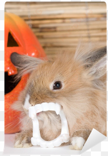 brown rabbit with vampire teeth, halloween pumpkin - halloween
