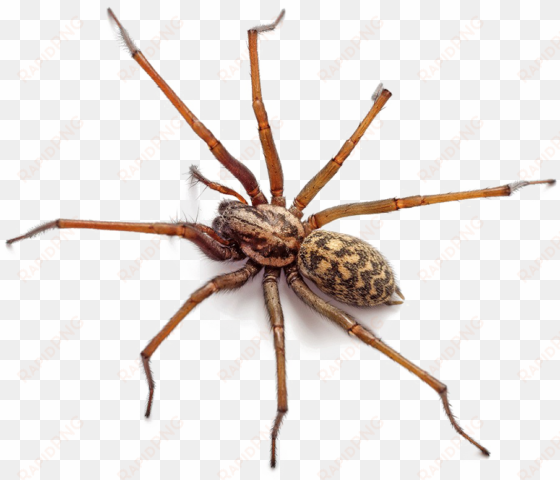 Brown Spider Png Free Download - False Widow In Essex transparent png image