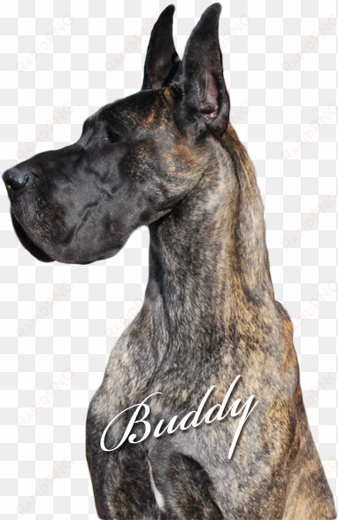 buddy - giant dog breed